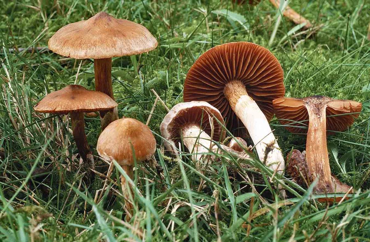 Cortinarius hinnuleoscitus (door André de Haan)
